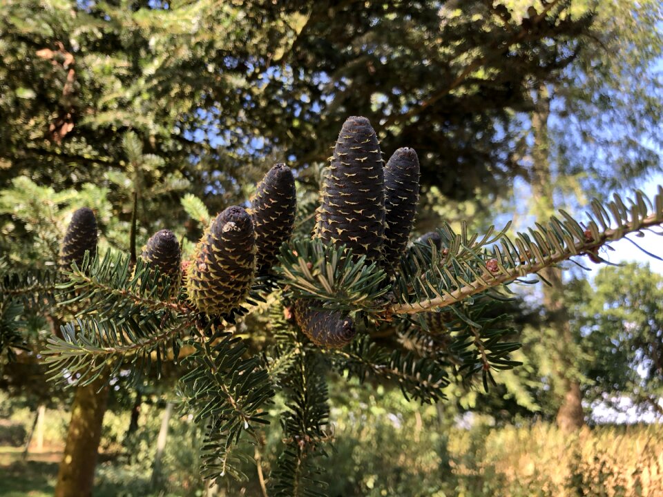 Wood flora branch