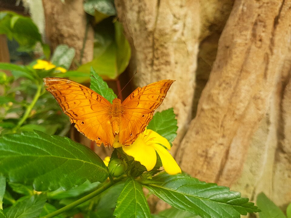 Plants butterfly wings