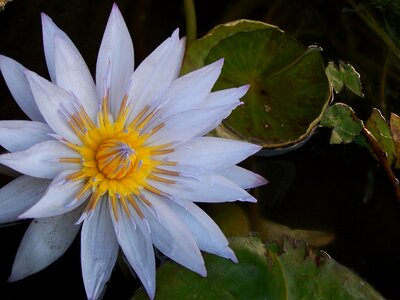 Waterlilies pond aquatic