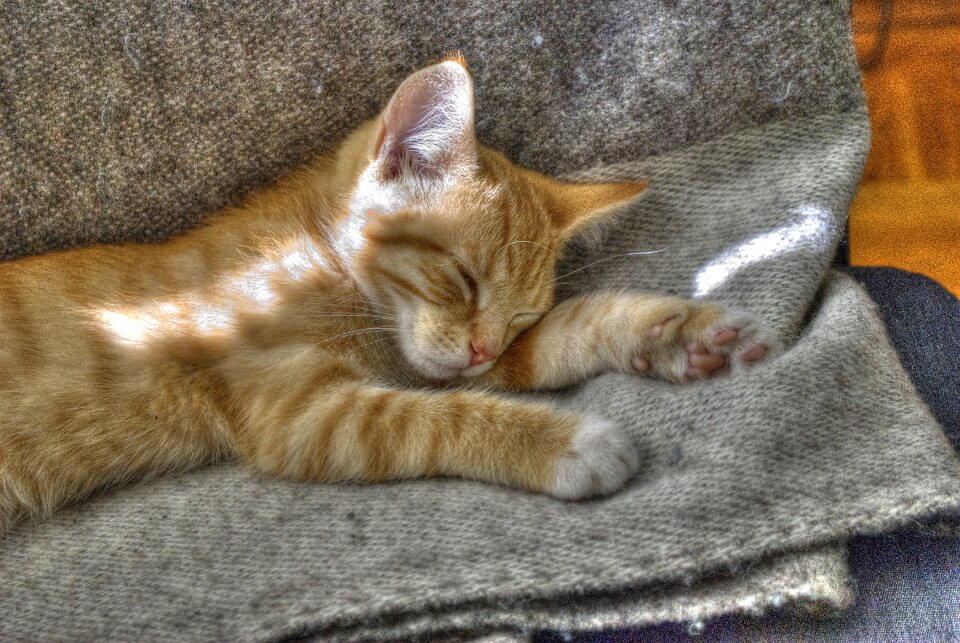 Cute adorable fur