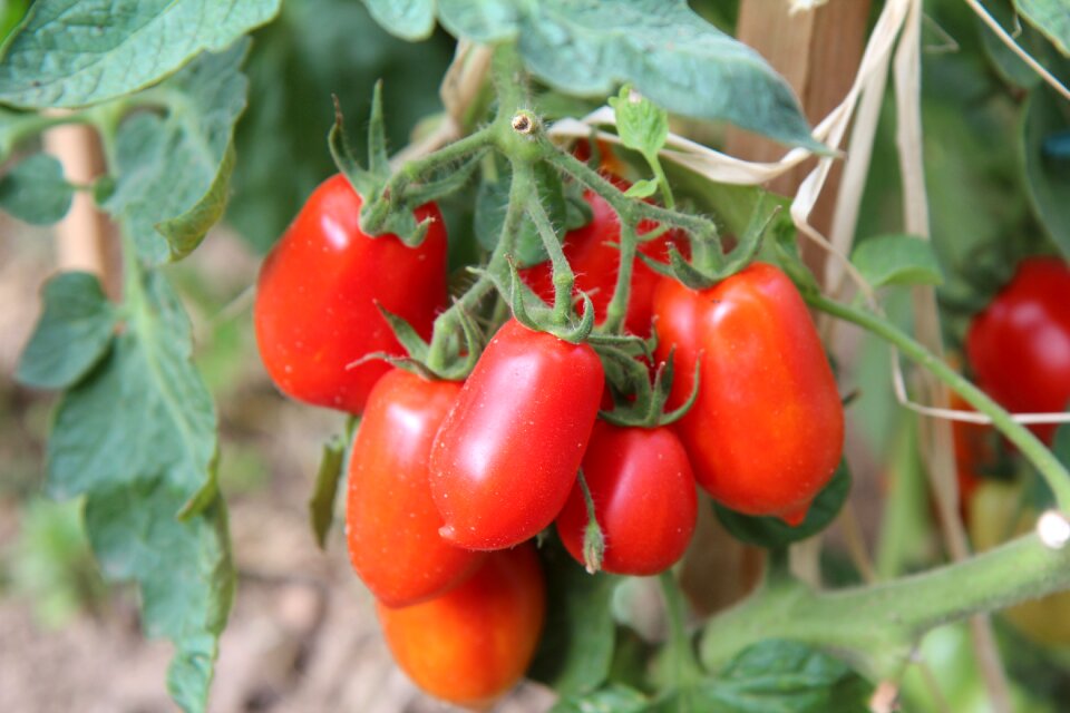 Harvest garden tomatoes bio