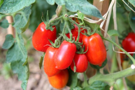 Harvest garden tomatoes bio