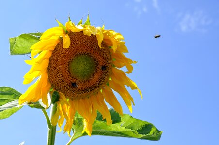 Bee yellow flower photo