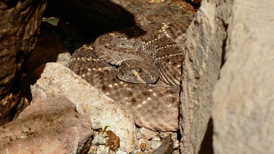 Reptile dry camouflage