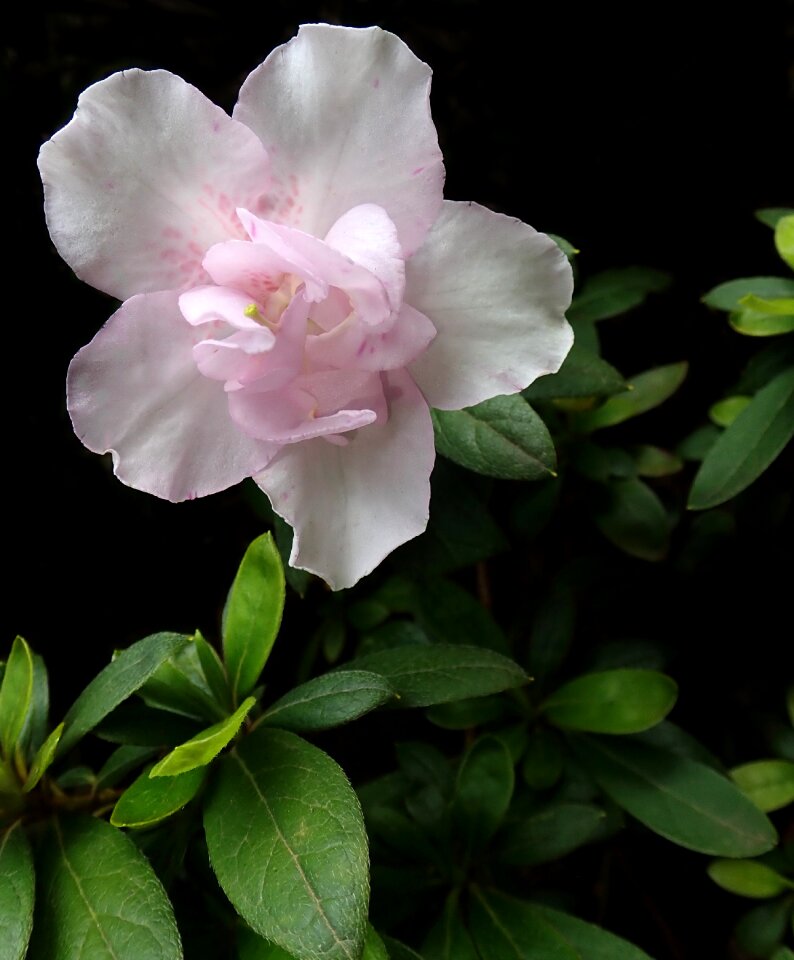 Garden plant nature