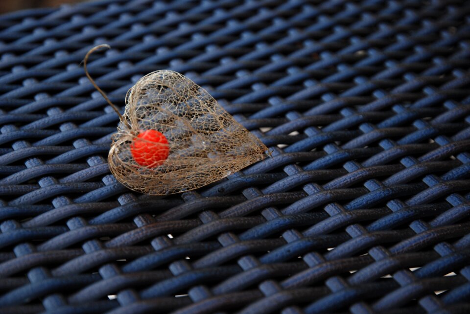 Nature close up decoration