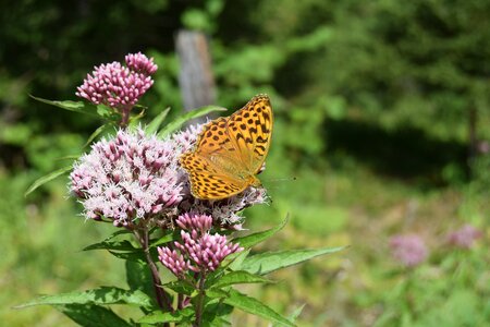 Silver line argynnis paphia mountain meadow photo