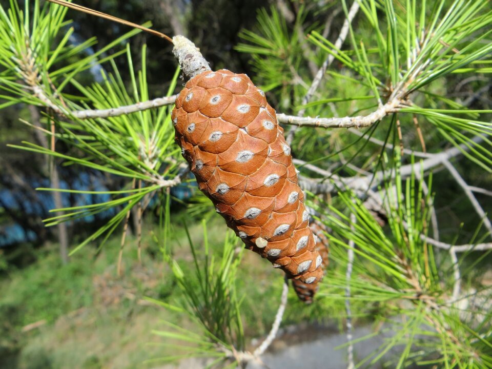 Croatia pine