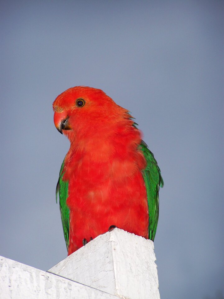 Nature plumage blue king