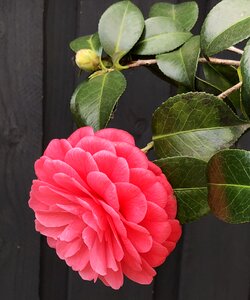 Floral plant nature