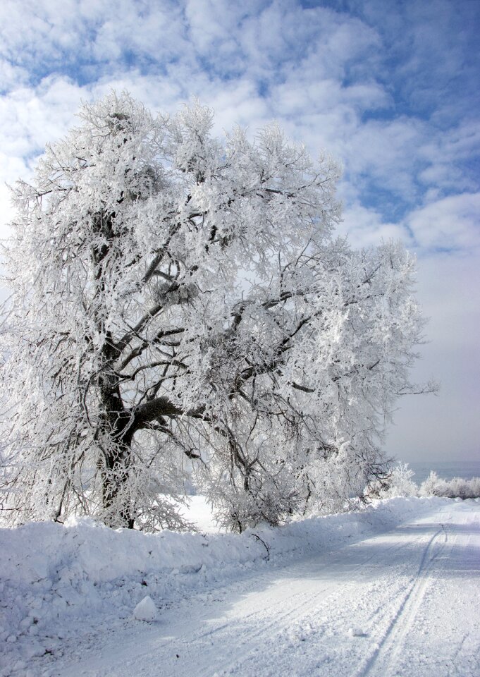 Cold nature snowy