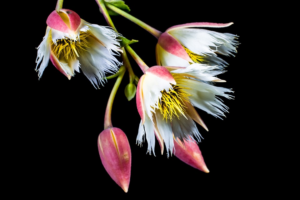 Bloom white flowering twig
