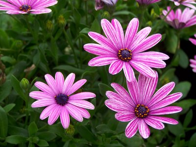 Flowers blossom marguerite photo