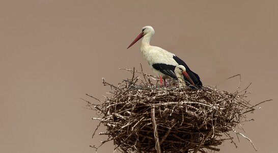 Wildlife feather couple