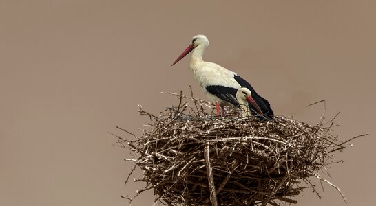 Wildlife feather couple photo