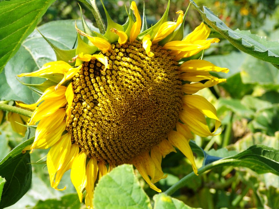 Yellow nature summer