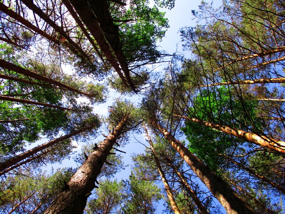 Height nature trunks