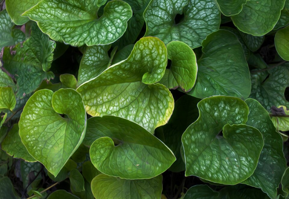 Leaf plant detail