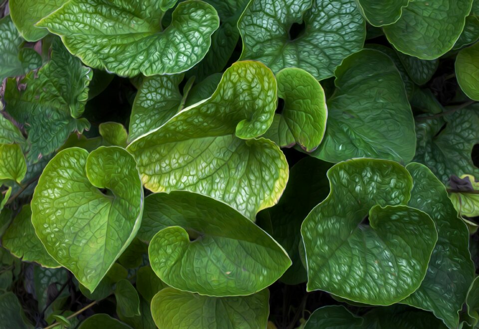 Leaf plant detail photo