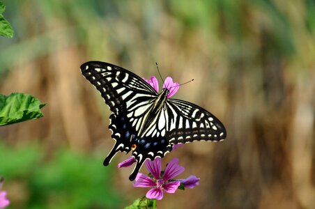 Insect swallowtail butterfly summer photo