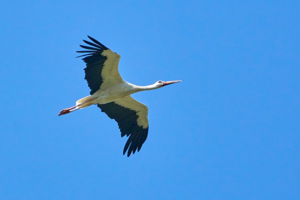 Wing freedom bird