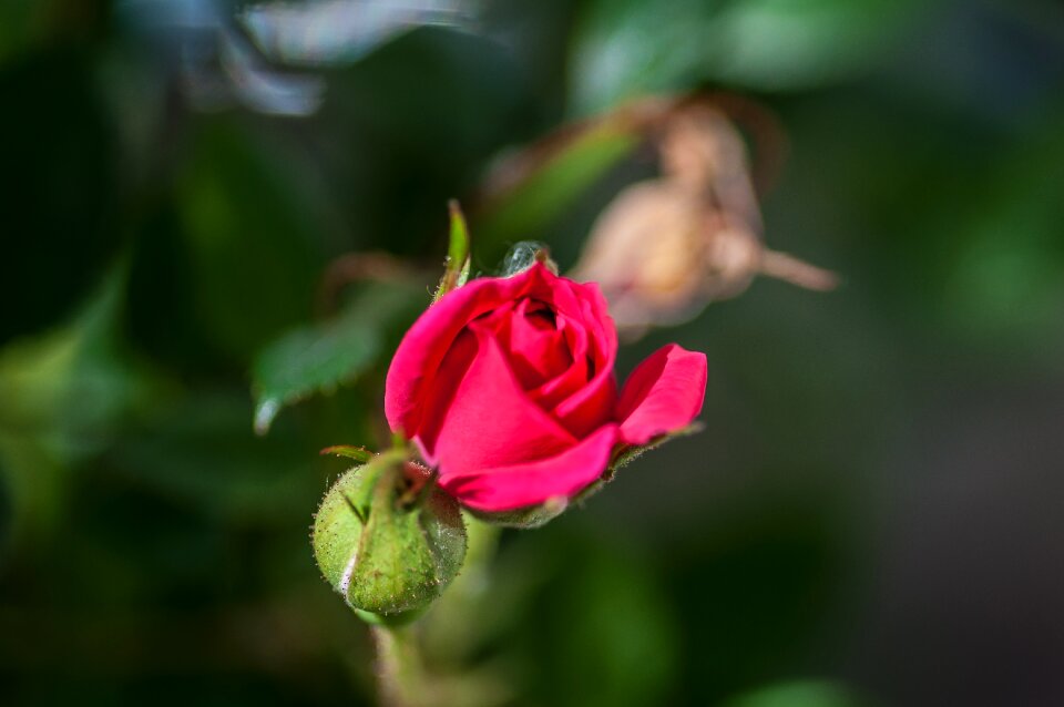 Nature plant rose bloom