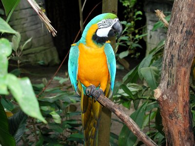 Colorful close up animal world