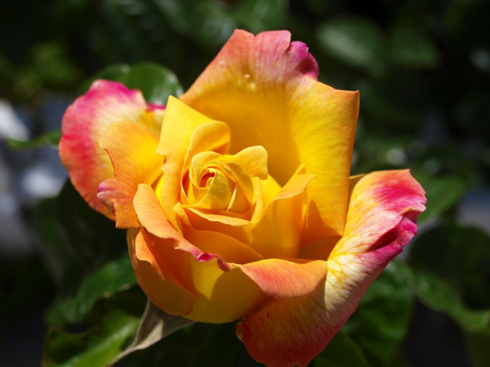 Yellow flower roses floral