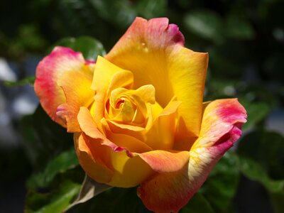Yellow flower roses floral photo