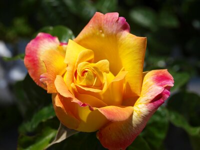 Yellow flower roses floral