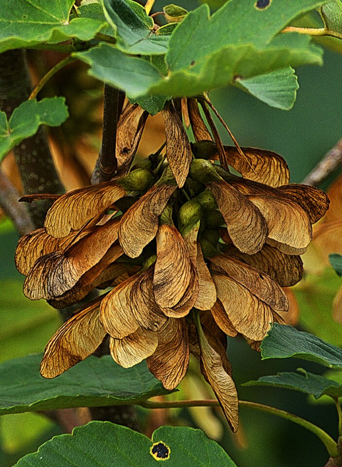 Fruit maple tree column fruit photo