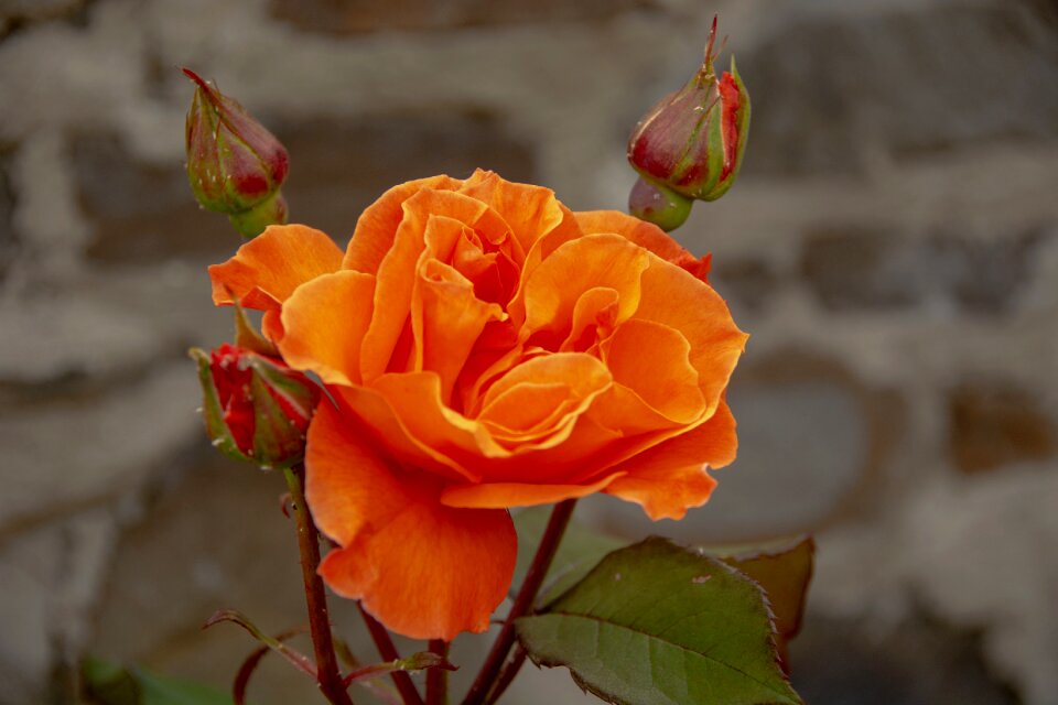 Nature petals buds