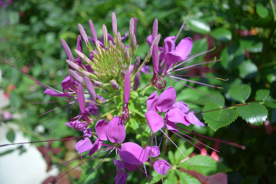 Plant violet nature