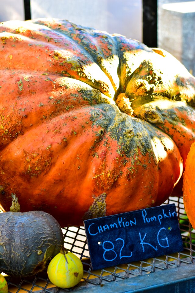 Orange harvest food