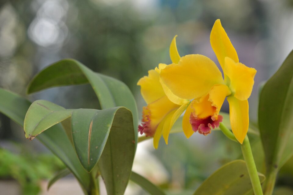Plant nature exotic