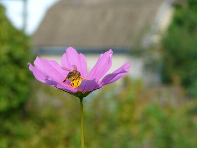 Dacha insect pollen photo