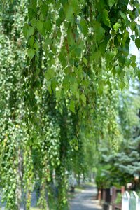 Nature trees birch