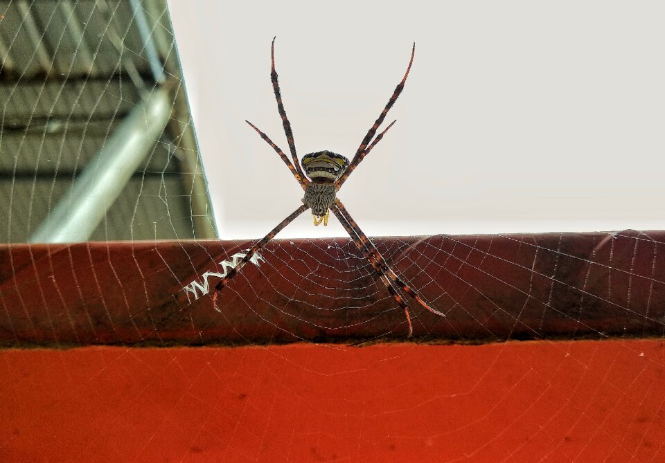 Close-up danger scary