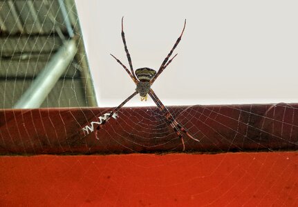 Close-up danger scary