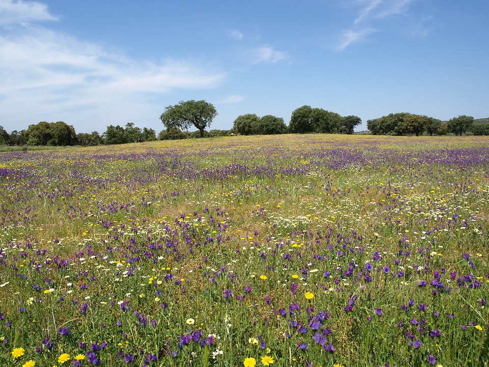 Field flowers landscape