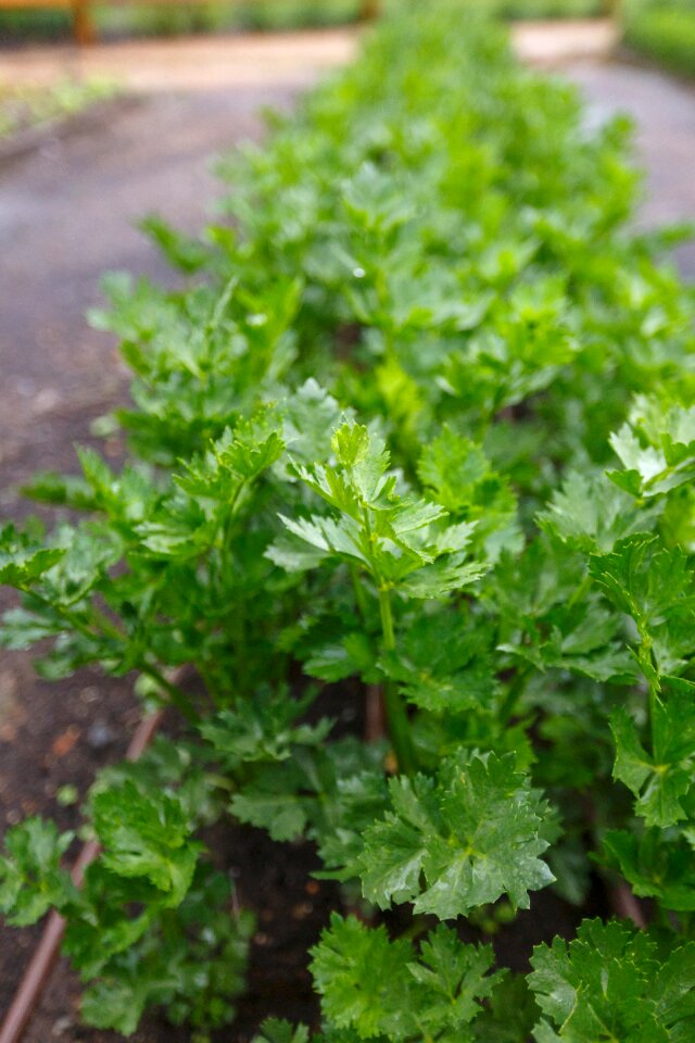 Green plant