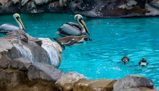 Park zoo pond