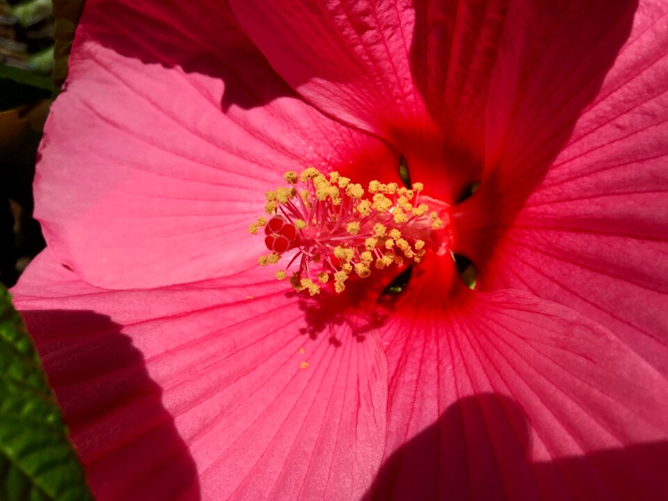 Detail close up summer