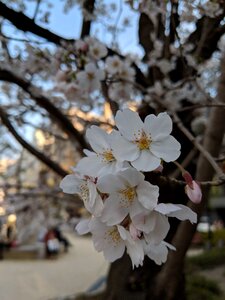 Blossom spring