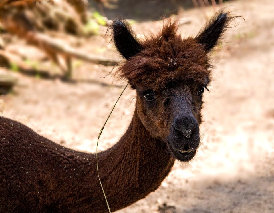 Summer animal zoo latvia