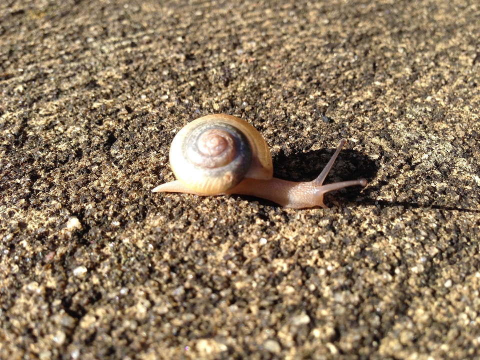 Spiral mollusk scallop