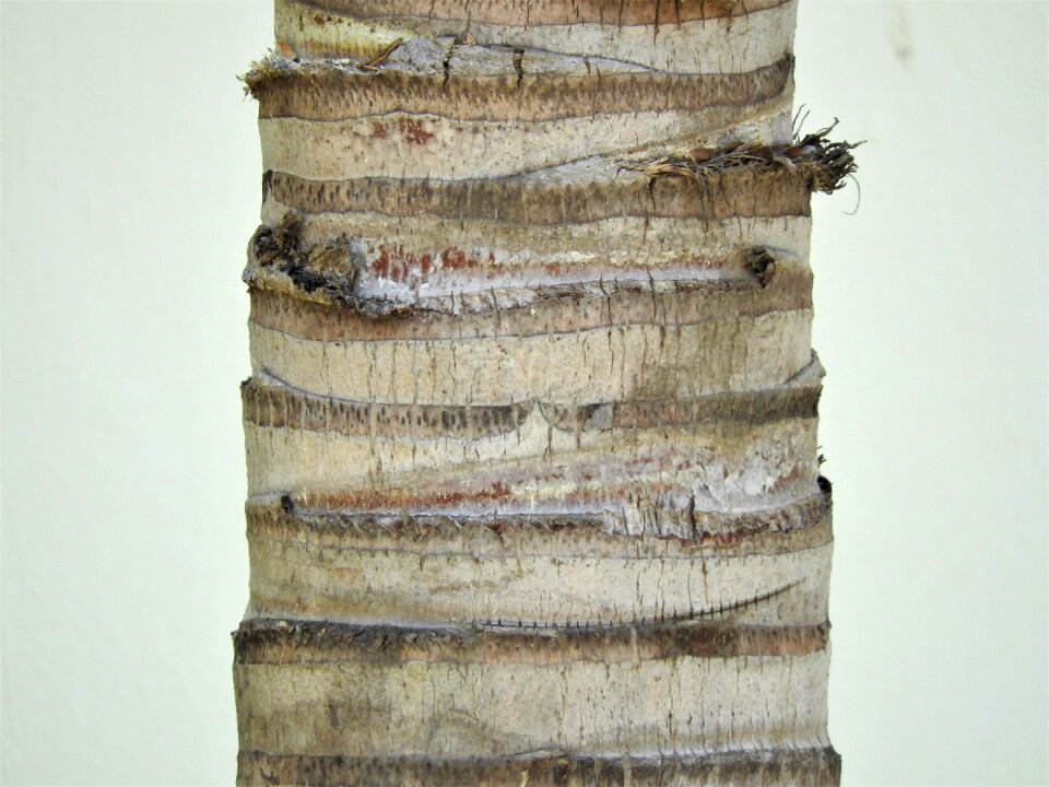 Wood nature trunk