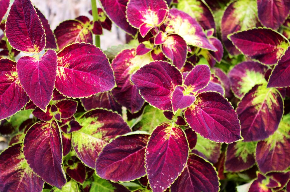 Leaves foliage botanical