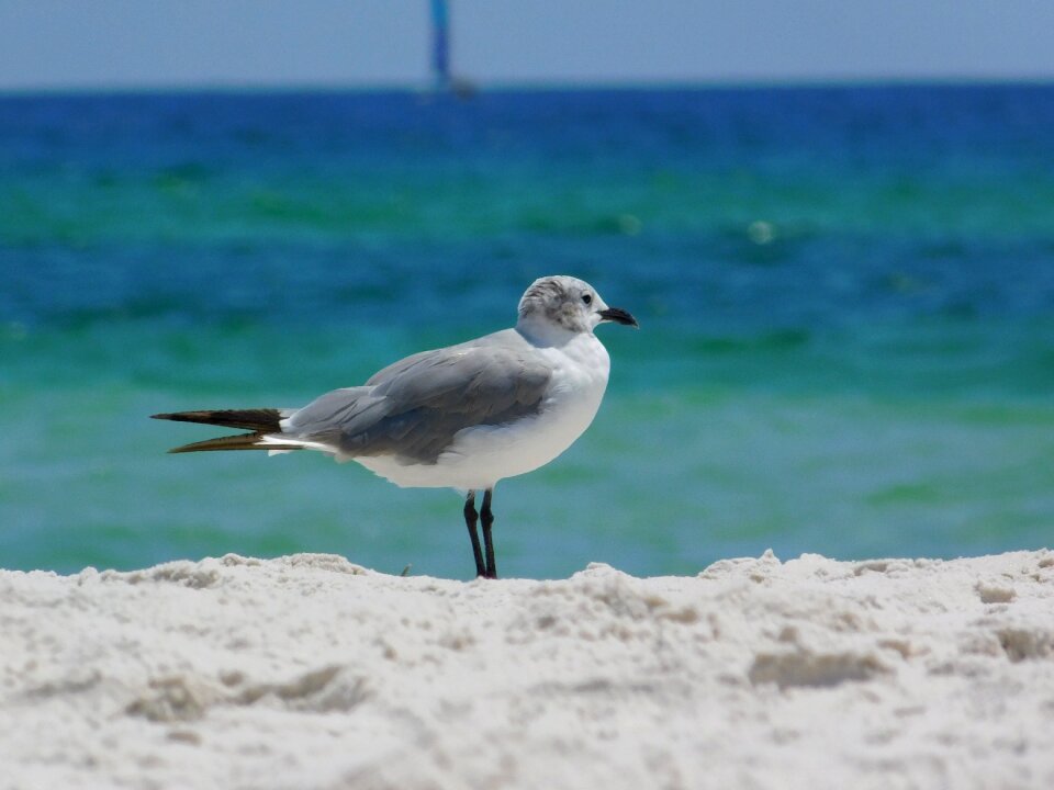 Water ocean sand photo