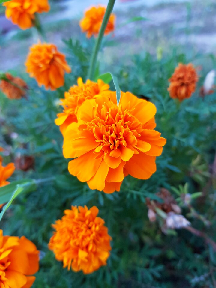 S8plus flower nature